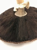 Agaricus placomyces image