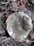 Russula aeruginea image