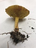 Suillus americanus image