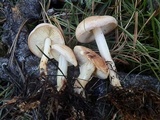 Rhodocollybia maculata image