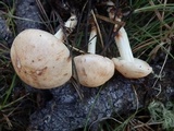 Rhodocollybia maculata image