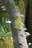 Oudemansiella mucida image