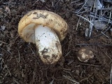 Russula foetens image