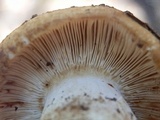 Russula foetens image