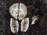 Russula foetens image