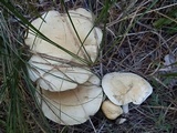 Leucopaxillus paradoxus image