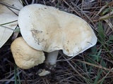 Leucopaxillus paradoxus image