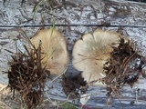 Clitocybe odora image