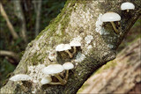 Oudemansiella mucida image