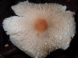 Leucocoprinus cepistipes image