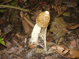 Phallus indusiatus image