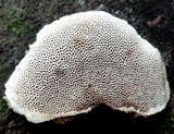 Coriolopsis caperata image