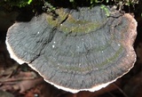 Coriolopsis caperata image