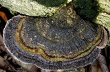 Coriolopsis caperata image
