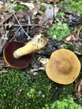 Cortinarius semisanguineus image