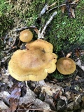 Cortinarius semisanguineus image