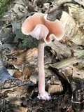 Laccaria bicolor image