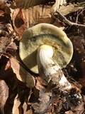Boletus pallidus image