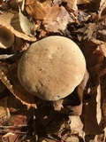 Boletus pallidus image
