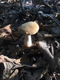 Boletus pallidus image