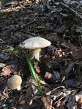 Boletus pallidus image