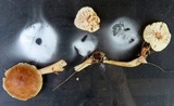 Rhodocollybia butyracea image