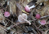 Mycena rosea image