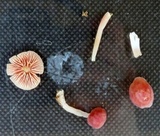 Mycena rosea image