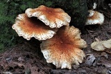 Pholiota squarrosoides image