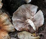 Pholiota squarrosoides image