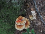 Pholiota squarrosoides image