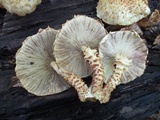 Pholiota squarrosoides image