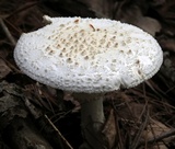 Amanita subcokeri image
