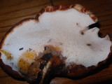 Polyporus gayanus image
