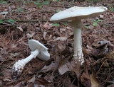 Amanita subcokeri image