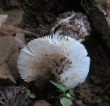 Amanita pseudovolvata image