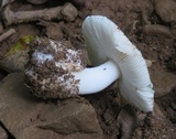 Amanita pseudovolvata image