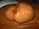 Polyporus gayanus image