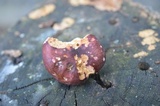 Hypomyces luteovirens image