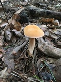 Suillus hirtellus image