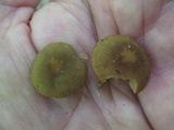 Simocybe centunculus var. centunculus image