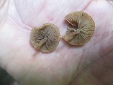 Simocybe centunculus var. centunculus image