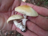 Stropharia hardii image