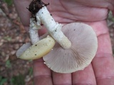 Stropharia hardii image