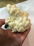 Hericium americanum image