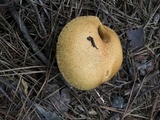 Suillus hirtellus image