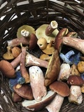 Suillus hirtellus image