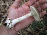 Amanita brunnescens image