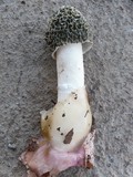 Phallus hadriani image