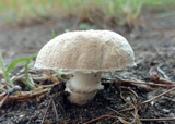 Leucoagaricus barssii image